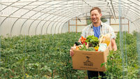 Joe McNamee: How a glut of greens became a good news story