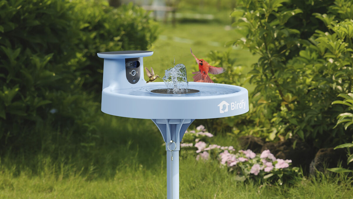 Garden tech review: Watching wildlife from your phone with the Birdfy Birdbath Pro