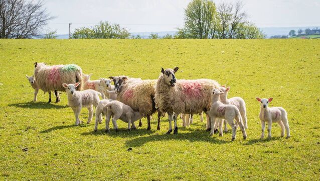 <p>The three organic lamb events will take place on August 5 in Westport, Co Mayo, August 11 in Kenmare, Co Kerry, and on August 12 in Fenagh, Co Carlow.</p>