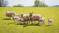 A group of sheep and lambs standing in a field on sunny day