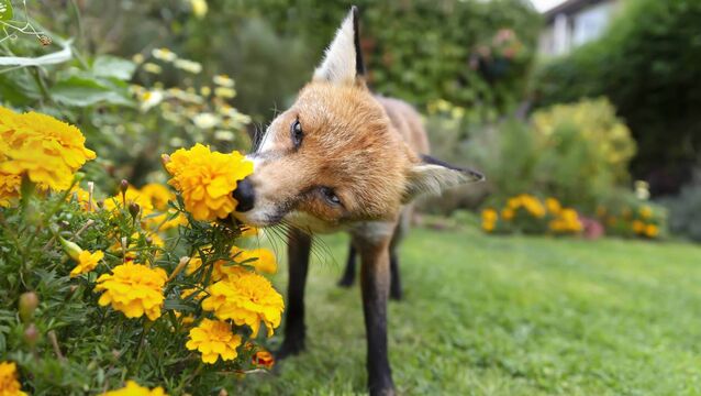 <p>'The fox I feed every night doesn’t have mange because I sprinkle anti-mange medicine in its dinner.' File picture</p>