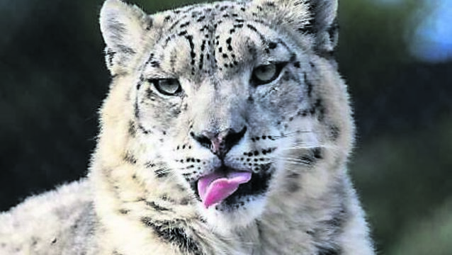<p class="contextmenu internal_Caption">Tashi, one of the two snow leopard housed in the Himalayan Hills habitats at Dublin Zoo.</p>
