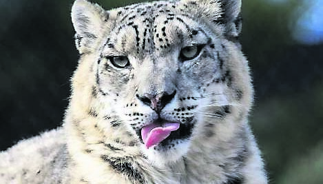 Tashi, one of the two snow leopard housed in the Himalayan Hills habitats at Dublin Zoo.