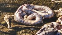 Dead snakes and a bearded dragon dumped in Leinster river