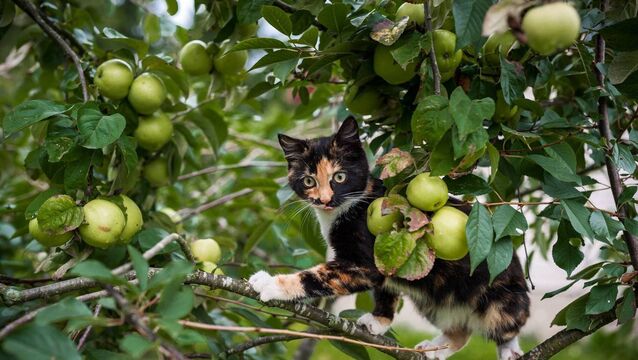 <p>It is worth thinning overcrowded fruit, as a tree carrying too much fruit is more likely to shed some under stress. File picture</p>