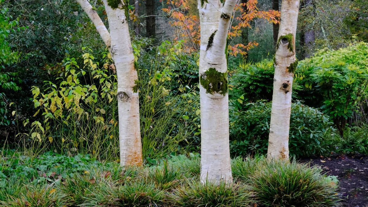 Birch.