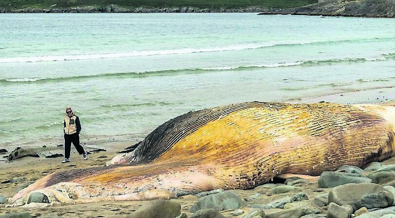 A fin whale that washed up near Barleycove, in West Cork.	Picture: Andy Gibson
                    