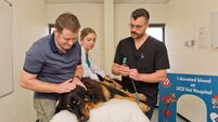 Meet the vet coordinating Ireland's only animal blood clinic