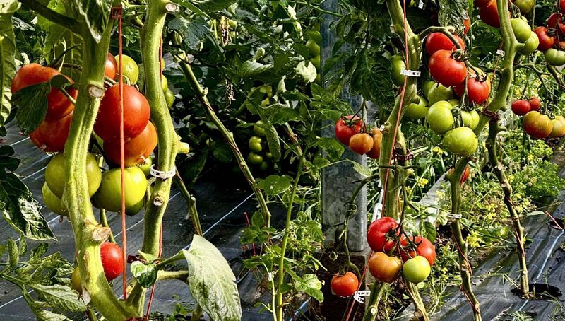 Tomatoes grown on-site at Ballymaloe Cookery School, Organic Farm and Gardens. Tomatoes grown on-site at Ballymaloe Cookery School, Organic Farm and Gardens.