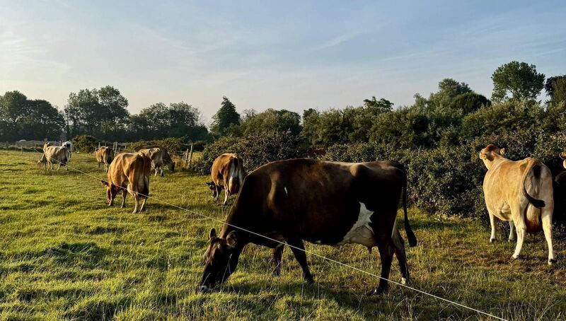 Jersey cows provide fresh dairy. Jersey cows provide fresh dairy.