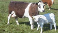 Brian Reidy: Autumn Sucklers Calving on the horizon