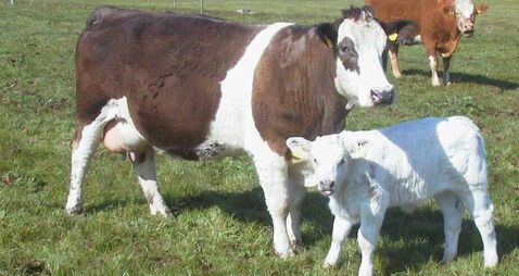 Brian Reidy: Autumn Sucklers Calving on the horizon