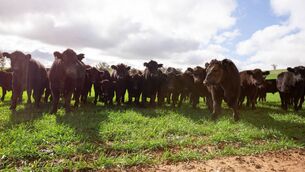 <p>Most of the stock going through the factories' kill line this week is expected to hold last week's prices.</p>
