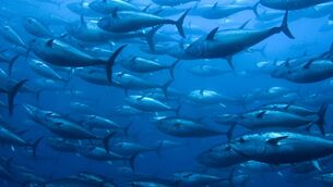 <p>'Climate change is having a negative impact on the fish stocks that are available to us. There are species entering our waters now that we don't have a quota for. For example, bluefin tuna, a very valuable stock.'</p> <p>'Climate change is having a negative impact on the fish stocks that are available to us. There are species entering our waters now that we don't have a quota for. For example, bluefin tuna, a very valuable stock.'</p>