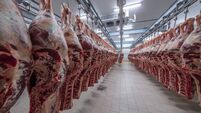 iStock-1134115920.jpg Meat industry,meats hanging in the cold store. Cattles cut and hanged on hook in a slaughterhouse. Halal cutting.