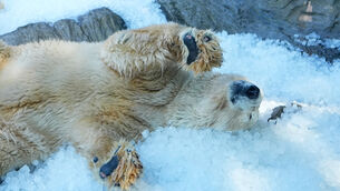 A polar bear cools down on a pile of ice (Petr David Josek/AP) A polar bear cools down on a pile of ice (Petr David Josek/AP)