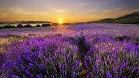Sunset over lavender field