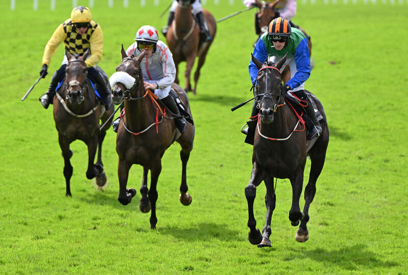 Shadow Paddy makes it three wins in three starts over fences. Pic: Healy Racing