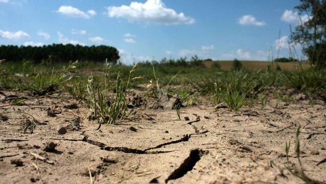 <p>Grass growth could take up to three weeks to recover once there is sufficient rain.</p>
