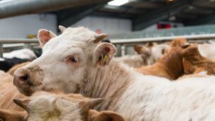 <p>CSO named cattle as one of the main drivers of agricultural output in 2025.</p>
