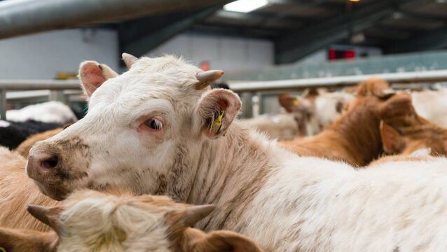 <p>CSO named cattle as one of the main drivers of agricultural output in 2025.</p>