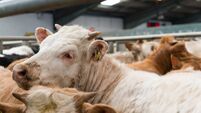 Cattle Market