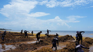 Members of the Mexican navy remove sargassum along the shore of Puerto Morelos, Mexico (Fernando Llano/AP) Members of the Mexican navy remove sargassum along the shore of Puerto Morelos, Mexico (Fernando Llano/AP)