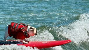 A dog catches a wave during the World Dog Surfing Championships in California (Haven Daley/AP)