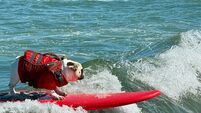 US Dog Surf Competition US Dog Surf Competition