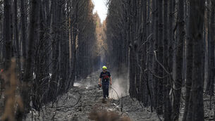 A firefighter walks through a charred forest near Blagon during wildfires in south-western France (Baz Ratner/AP)