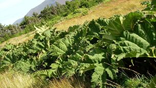 <p>Due to Gunnera’s wide leaf span, large dense stands can have a dramatic impact on the local biodiversity by light exclusion, according to invasive species specialist firm INVAS Biosecurity.</p>