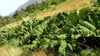 Giant rhubarb scourge 'marching' through South Kerry