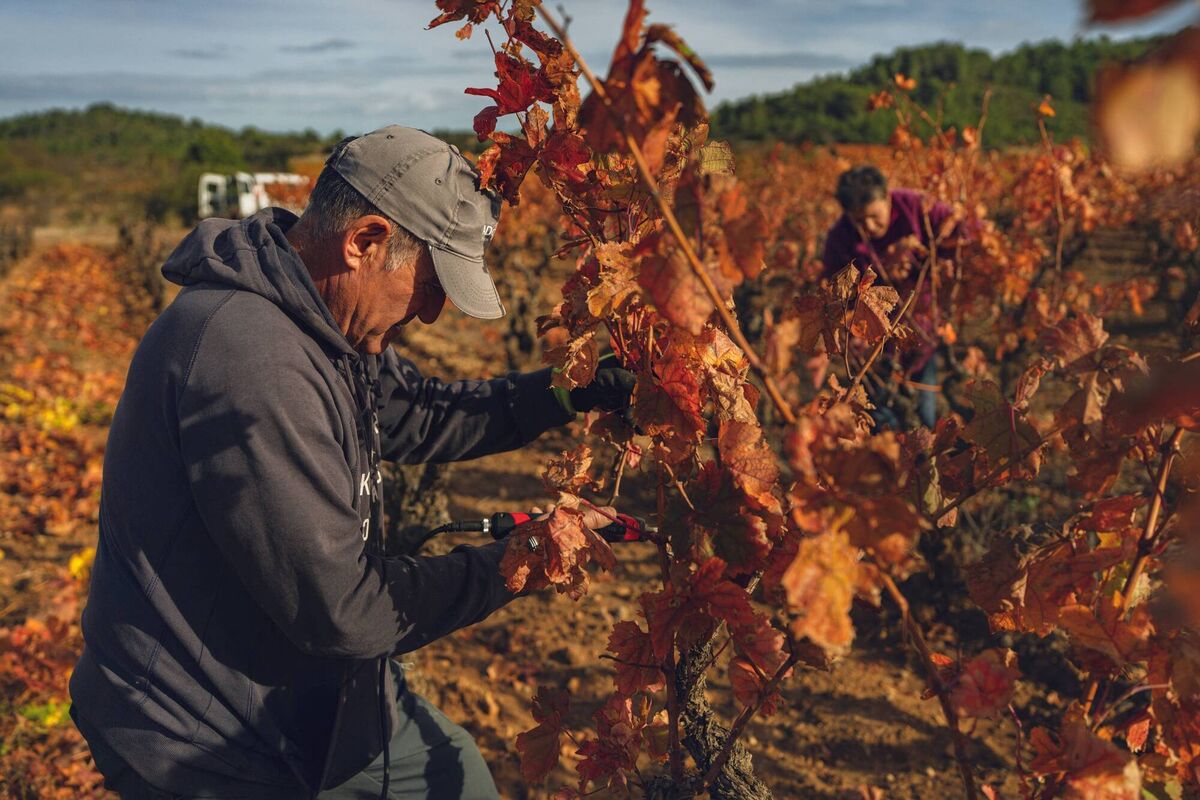 Winegrowers Frederic Eeckhout and Murielle Eeckhout trim the dried vines at the plant of the winery cooperative Le Cellier d'Orfee, in Ferrals-les-Corbieres, southwest France, on November 10, 2025. File picture: Idriss Bigou-Gilles /AFP/Getty Winegrowers Frederic Eeckhout and Murielle Eeckhout trim the dried vines at the plant of the winery cooperative Le Cellier d'Orfee, in Ferrals-les-Corbieres, southwest France, on November 10, 2025. File picture: Idriss Bigou-Gilles /AFP/Getty