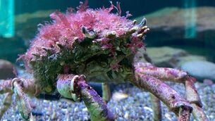 <p>A spider crab at Oceans of Discovery at Fort Camden, Cork</p> <p>A spider crab at Oceans of Discovery at Fort Camden, Cork</p>