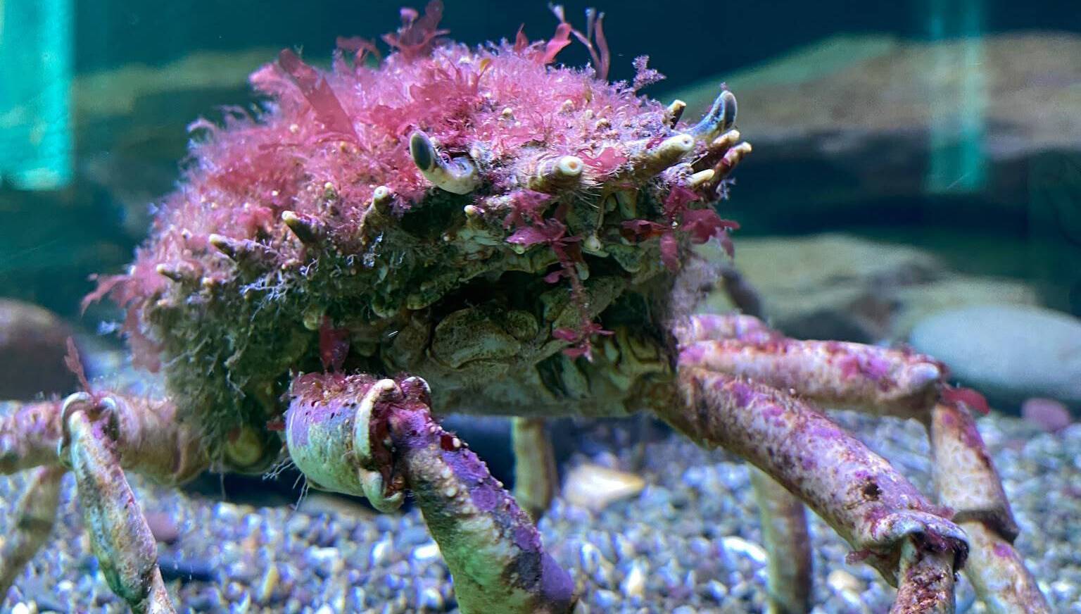 A spider crab at Oceans of Discovery at Fort Camden, Cork