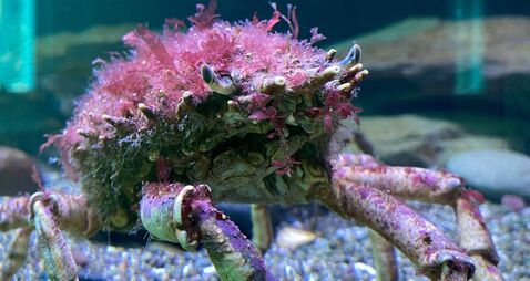 'Knowledge is power': Showing off the undersea wonders of Cork Harbour