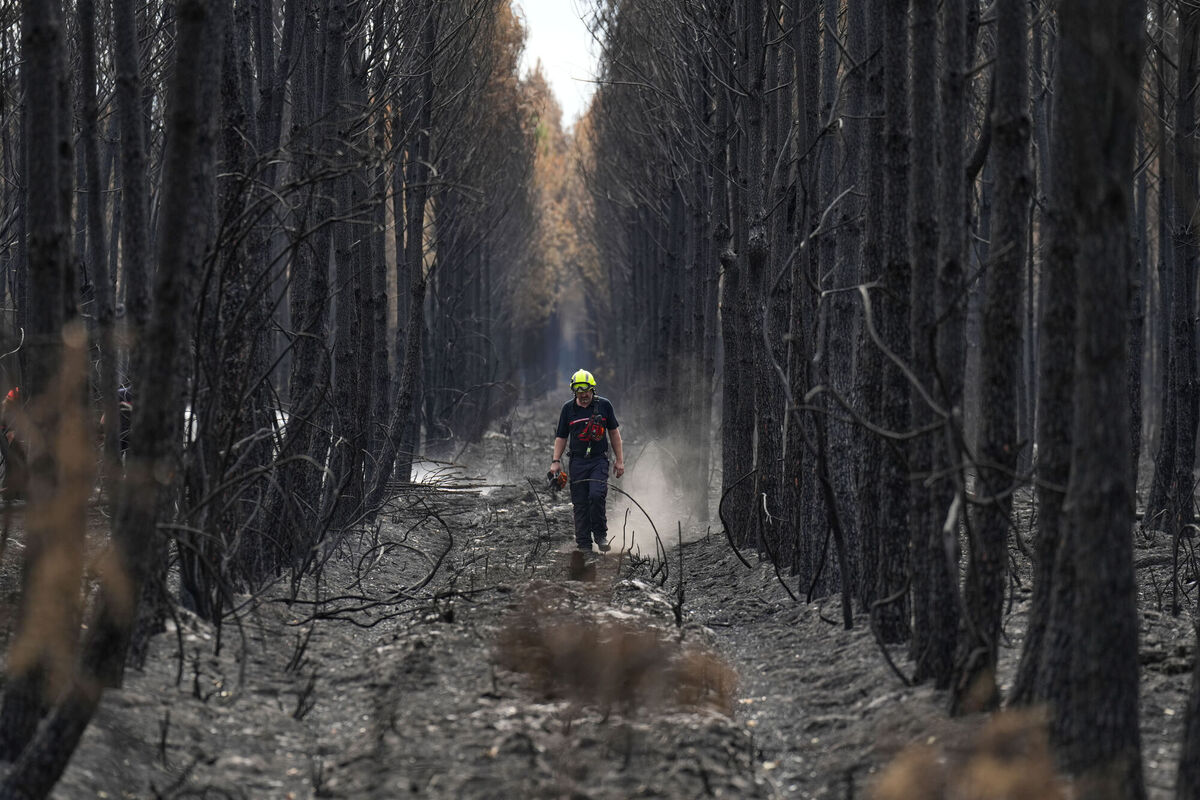 A firefighter walks through a charred forest near Blagon during wildfires in south-western France (Baz Ratner/AP) A firefighter walks through a charred forest near Blagon during wildfires in south-western France (Baz Ratner/AP)
