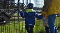 Toddler boy and girl with grandparent standing next to metal wire fence and observing farm animals in zoo. Grandchildren and gra