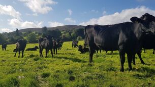 <p>Angus is the most popular breed for consumers, but Wagyu has gained popularity over the past few years.</p>
