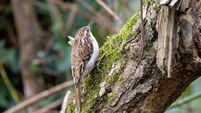 Treecreeper (Certhia familiaris) found in European woodlands climbing tree trunks