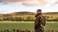 Senior man looking at field with sheep