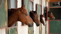 Horse stall with horses poking heads out