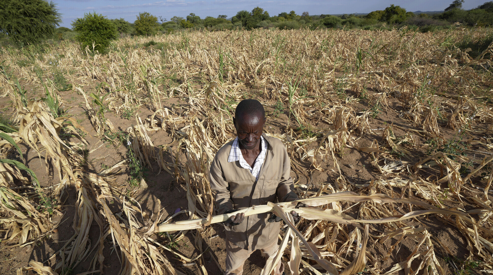 El Niño could push 50 million people into acute hunger before end of next year