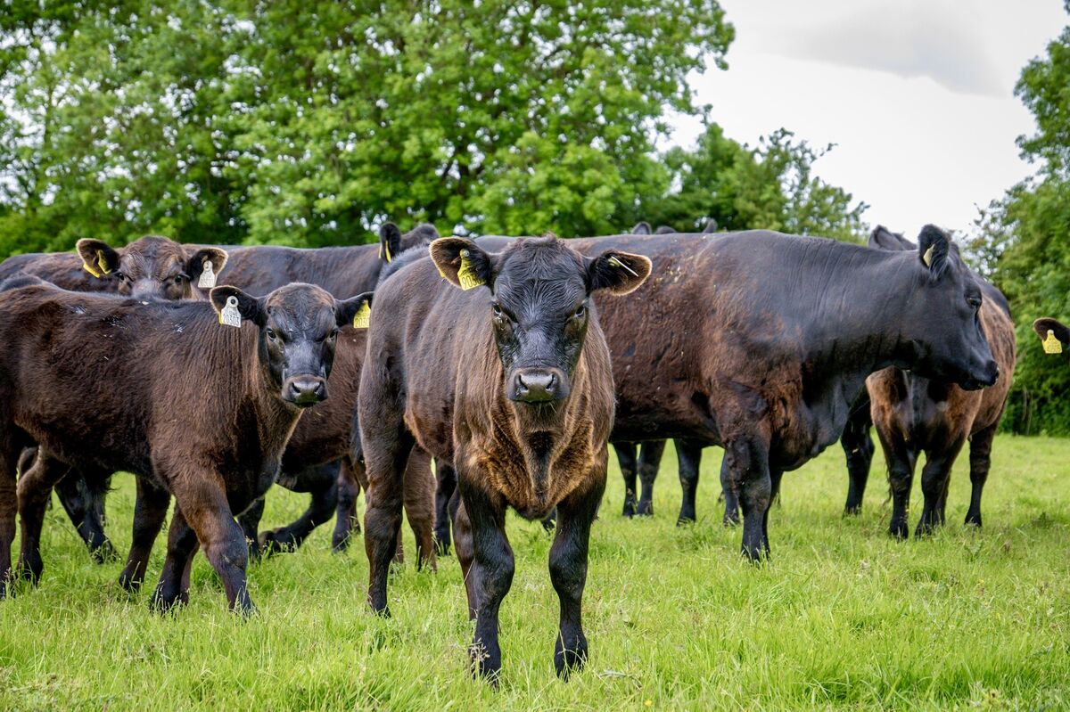 Curious cows approach the camera at Glynn Organic Farm near Mallow. Picture: Chani Anderson Curious cows approach the camera at Glynn Organic Farm near Mallow. Picture: Chani Anderson
