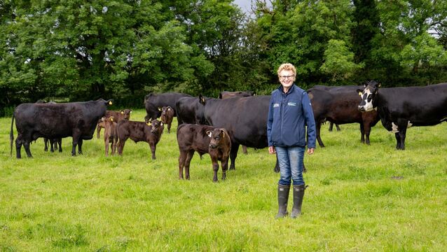 Kay O’Sullivan of Glynn Organic Farm with her herd of cows and calves on her farm near Mallow. Pictures: Chani Anderson <p>Kay O’Sullivan of Glynn Organic Farm with her herd of cows and calves on her farm near Mallow. Pictures: Chani Anderson</p>