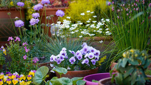 <p>Author Thomas Rutter has plenty of ideas on how to help biodiversity flourish in gardens, both big and small. Picture: Alamy/PA</p> <p>Author Thomas Rutter has plenty of ideas on how to help biodiversity flourish in gardens, both big and small. Picture: Alamy/PA</p>