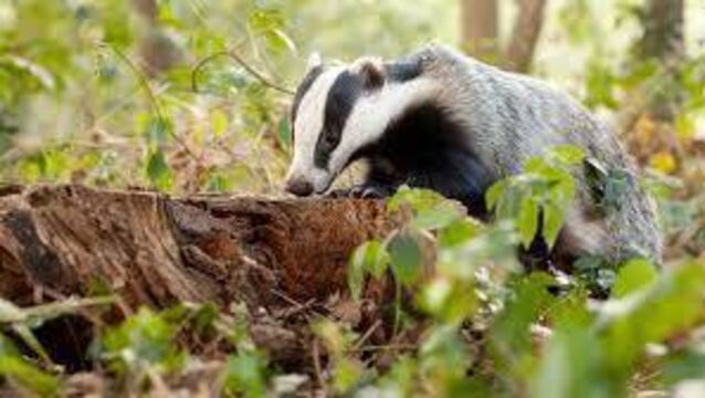<p>Among the new supports Teagasc discusses is how to reduce badger activity in farmyards.</p>