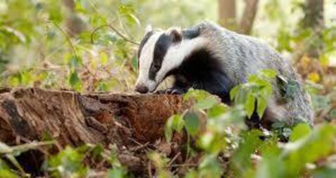 Badger.jpeg Teagasc launches new TB farmer and vet supports