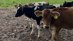 <p>This summer’s warm, humid weather and recent rainfall have created ideal conditions for a sudden outbreak of coughing cattle, advises Maura Langan, veterinary adviser with Norbrook. </p> <p>This summer’s warm, humid weather and recent rainfall have created ideal conditions for a sudden outbreak of coughing cattle, advises Maura Langan, veterinary adviser with Norbrook. </p>