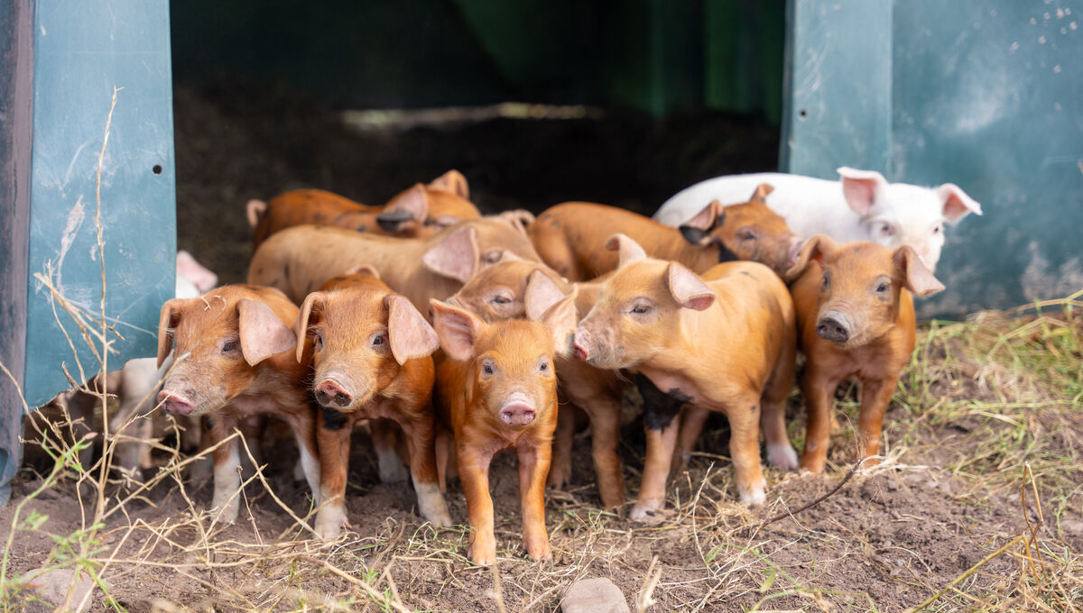 Free-range piglets at Glenbrook Farm. Picture by Noel Sweeney Free-range piglets at Glenbrook Farm. Picture by Noel Sweeney